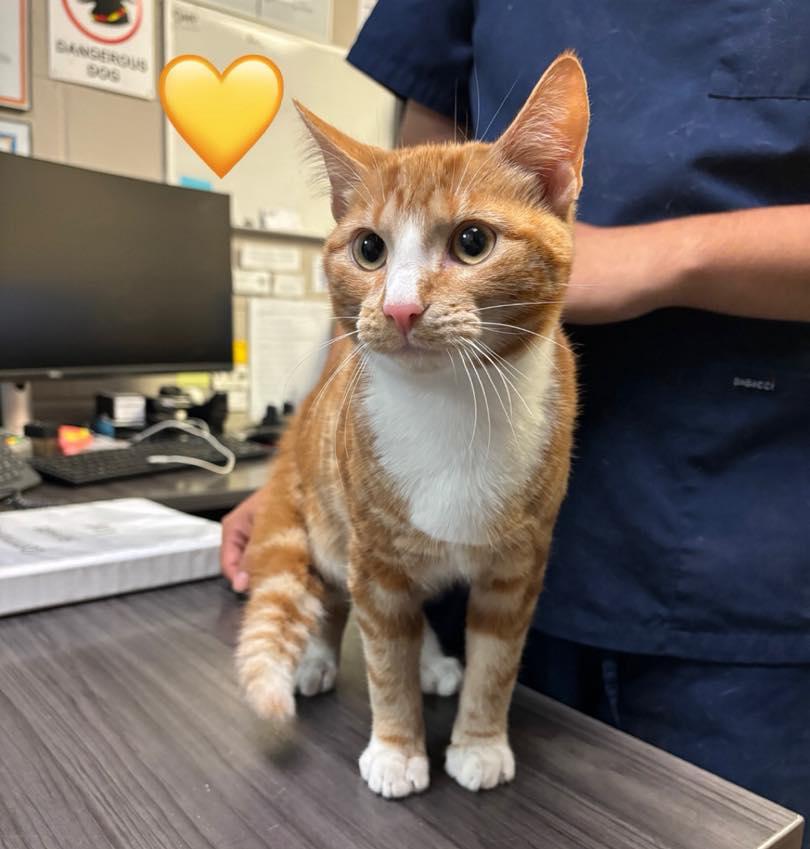 Nugget, ADOPTABLE, Young Male Domestic Short Hair.