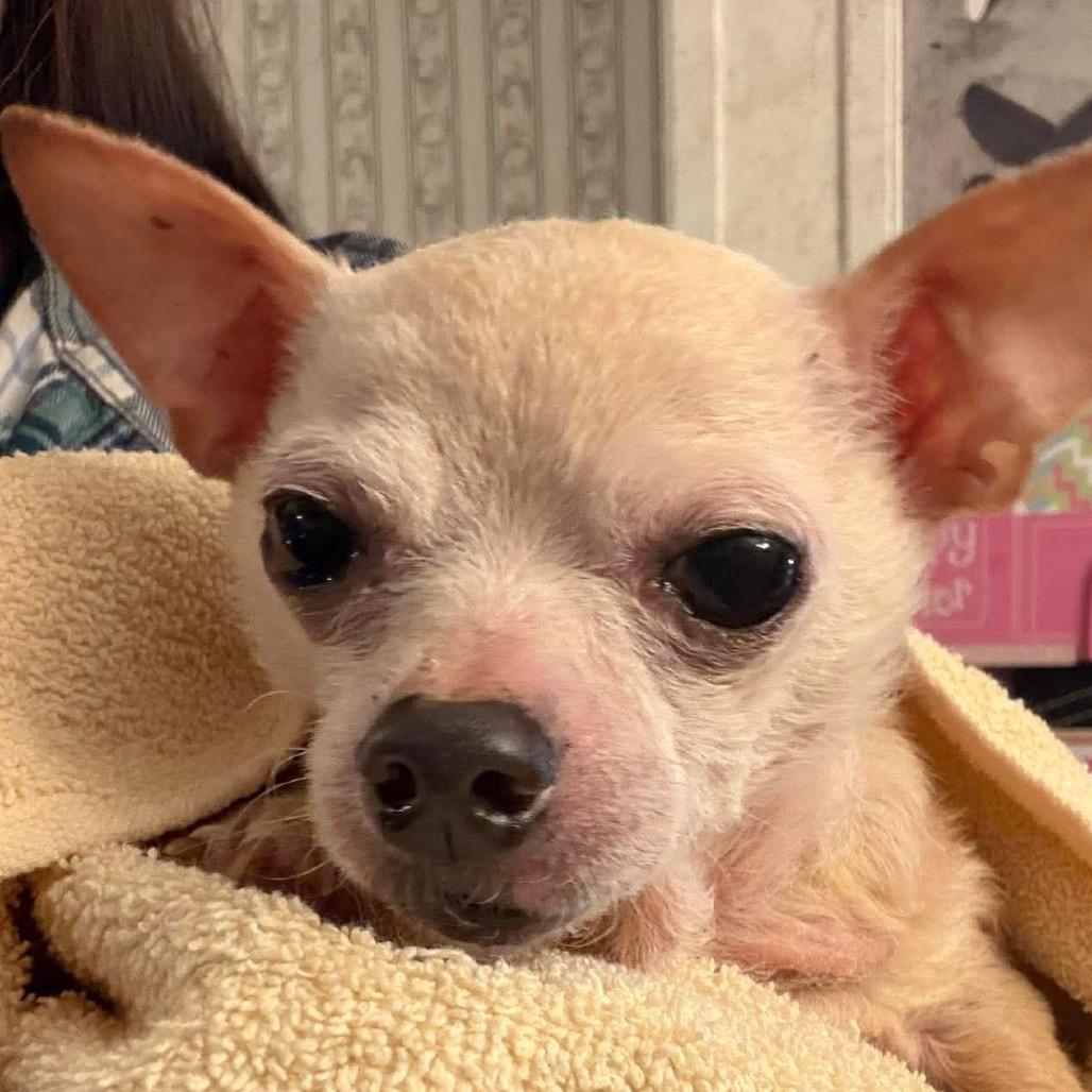 Tiny, Adoptable, Adult Male Chihuahua.