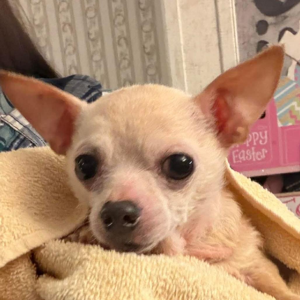 Enlarge Tiny, a Adoptable Chihuahua in Gulfport, MS image 2/6