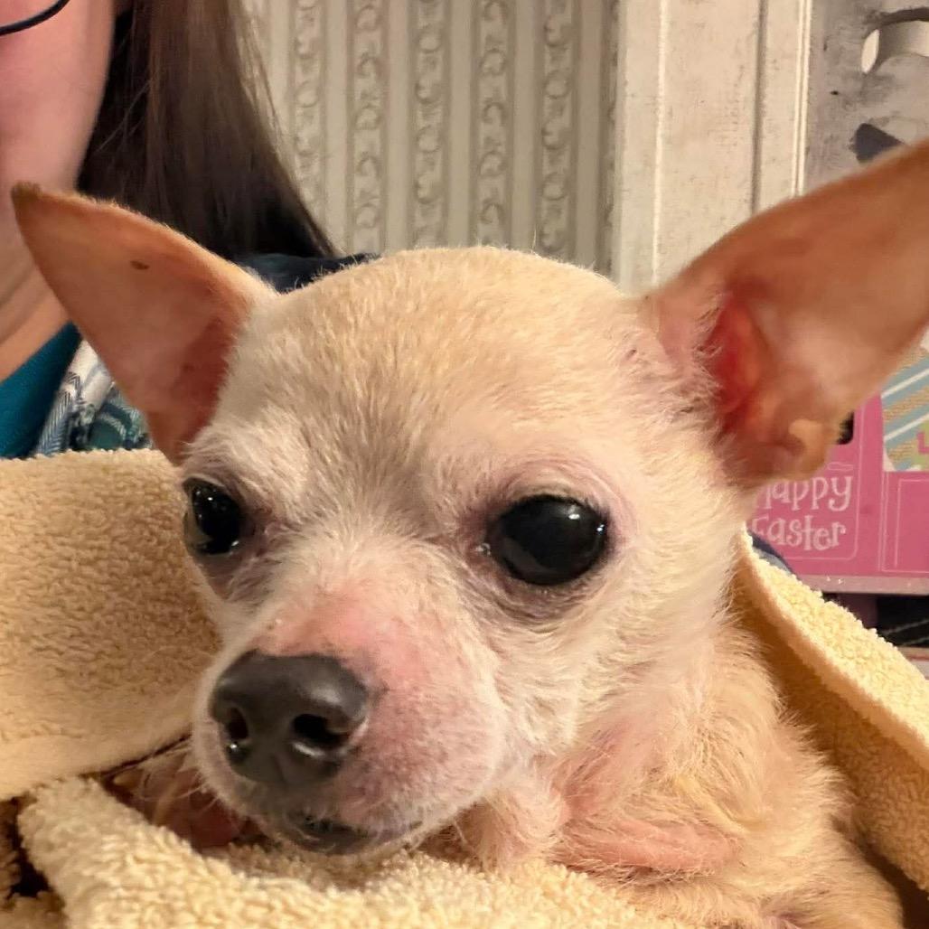 Enlarge Tiny, a Adoptable Chihuahua in Gulfport, MS image 3/6