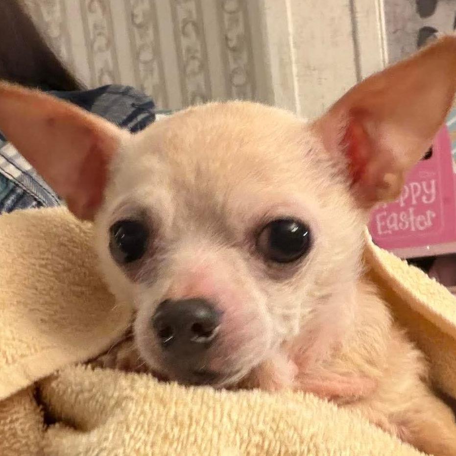 Enlarge Tiny, a Adoptable Chihuahua in Gulfport, MS image 4/6