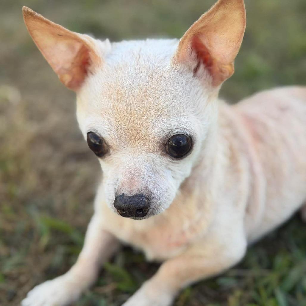 Enlarge Tiny, a Adoptable Chihuahua in Gulfport, MS image 5/6