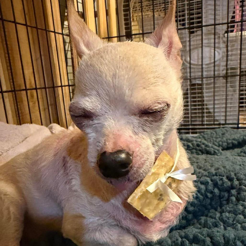 Enlarge Tiny, a Adoptable Chihuahua in Gulfport, MS image 6/6