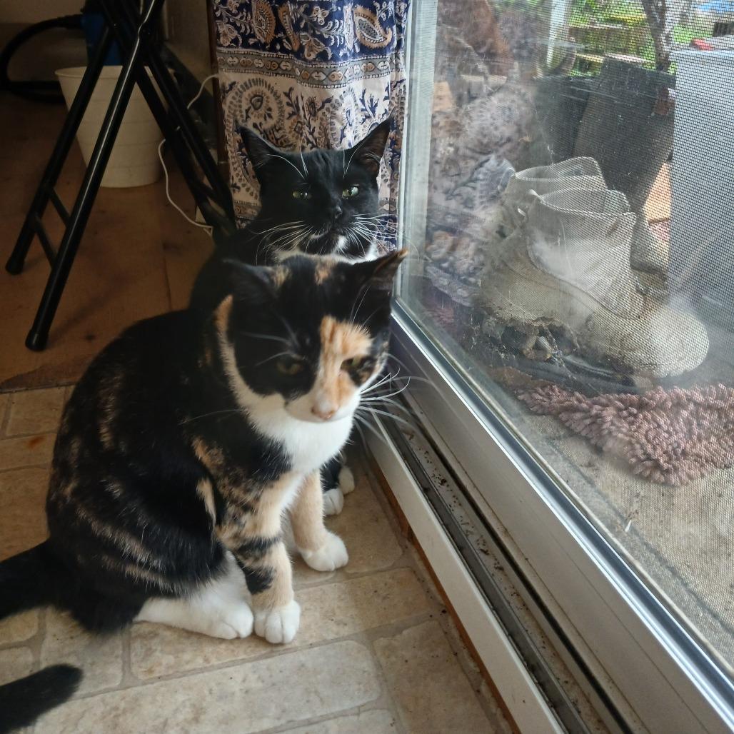 Liff, Adoptable, Young Female Domestic Short Hair.