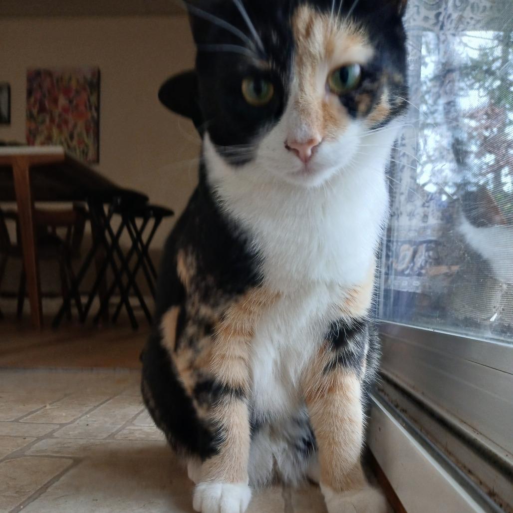 Enlarge Liff, a Adoptable Domestic Short Hair in Springfield, OR image 2/3