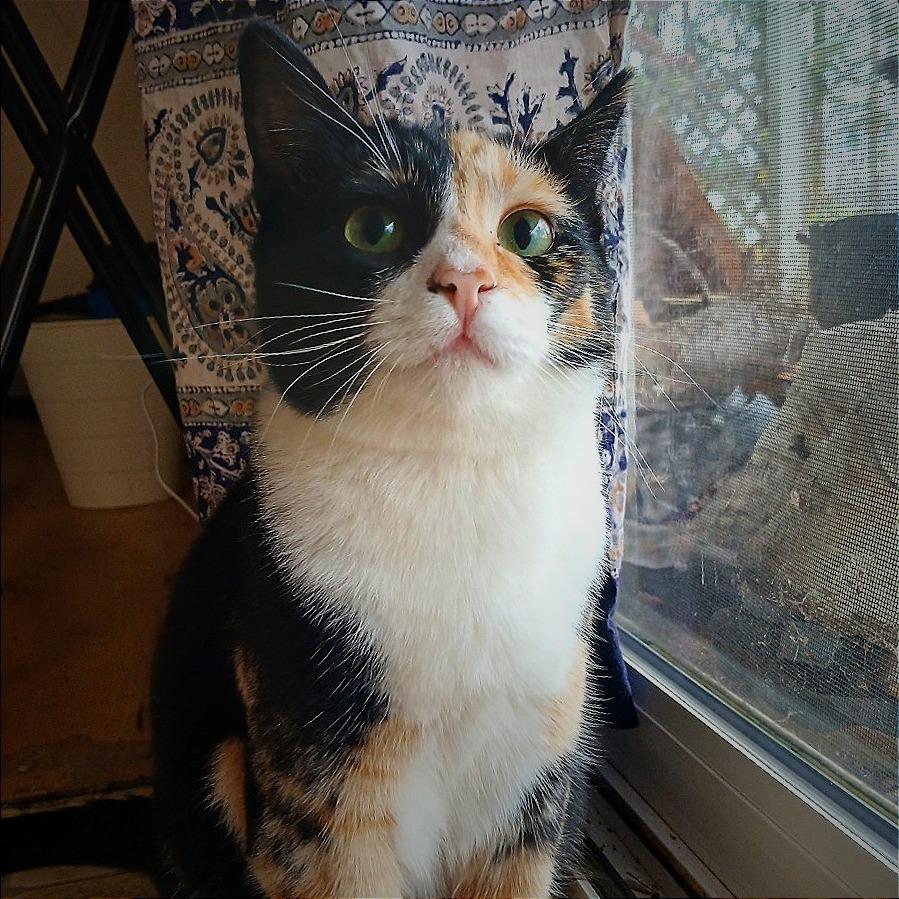 Enlarge Liff, a Adoptable Domestic Short Hair in Springfield, OR image 3/3