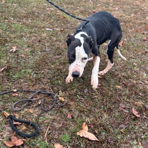 Remy - Looking for her hero human!, Adoptable, Adult Female Mixed Breed.