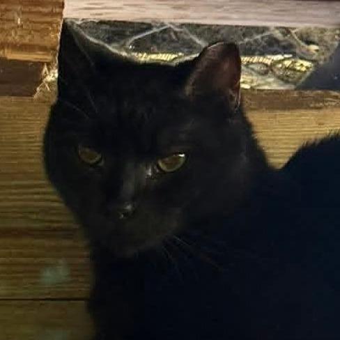 Rosie, Adoptable, Adult Female Domestic Short Hair.