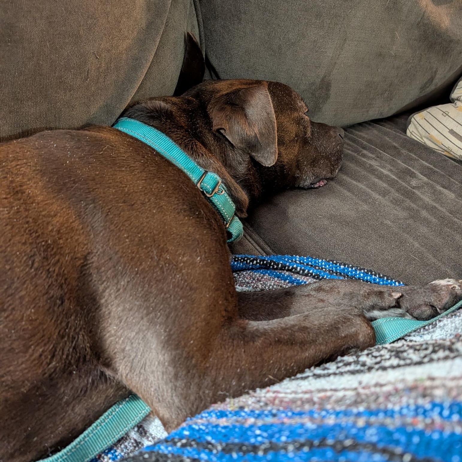 Zeus, ADOPTABLE, Senior Male Pit Bull Terrier.