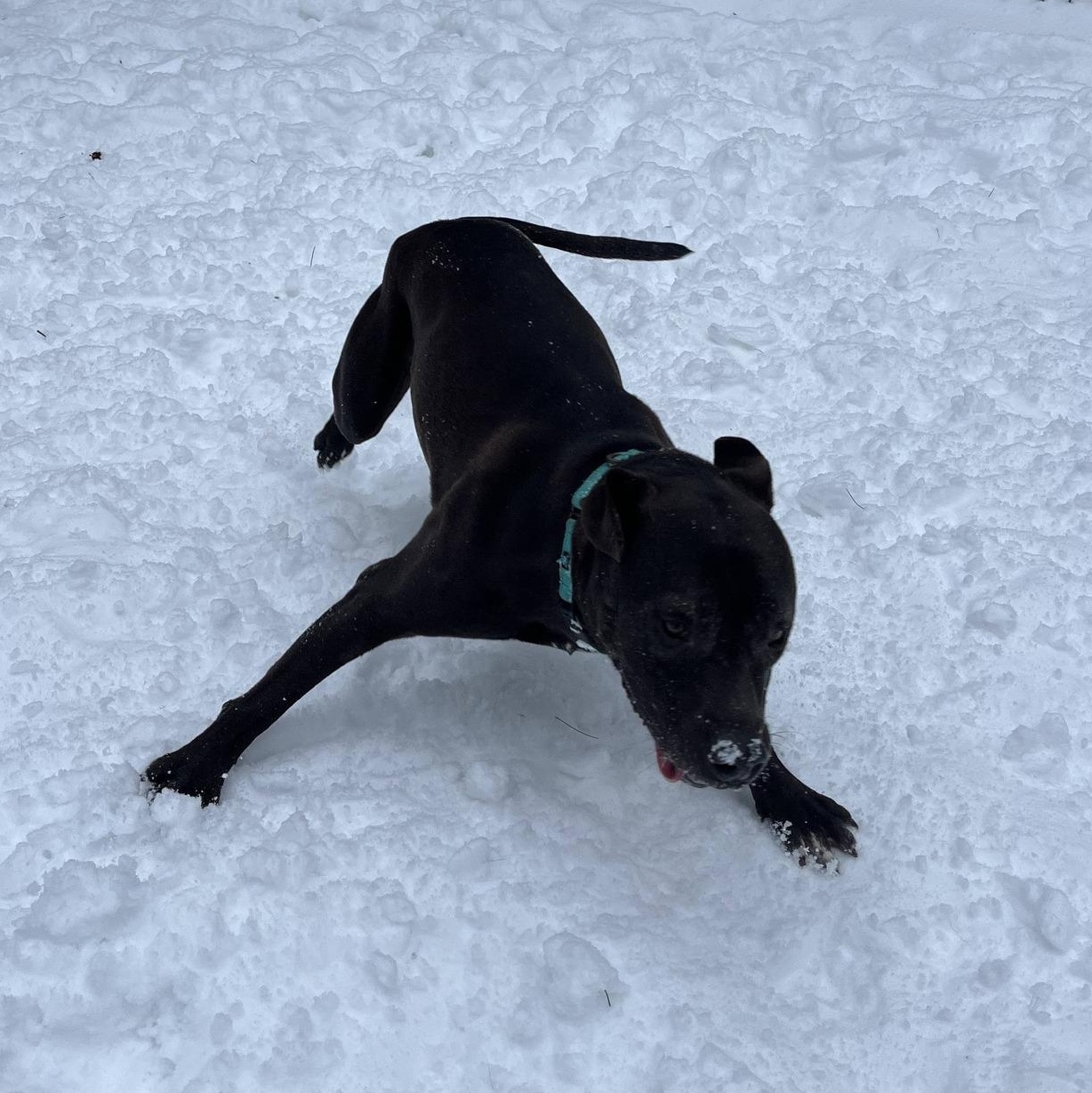 Enlarge Zeus, a ADOPTABLE mixed breed in Manistique, MI image 3/3