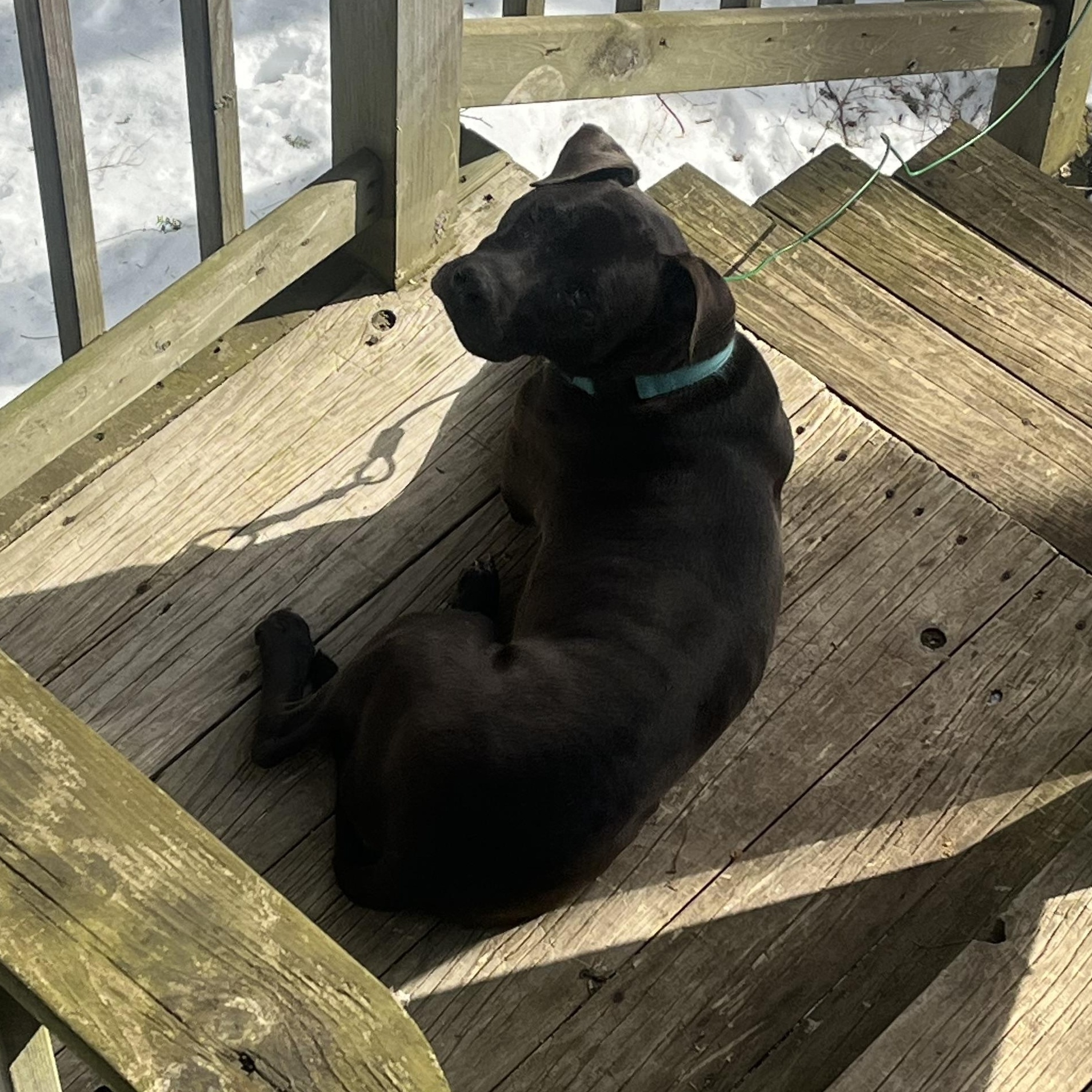 Enlarge Zeus, a ADOPTABLE mixed breed in Manistique, MI image 2/4