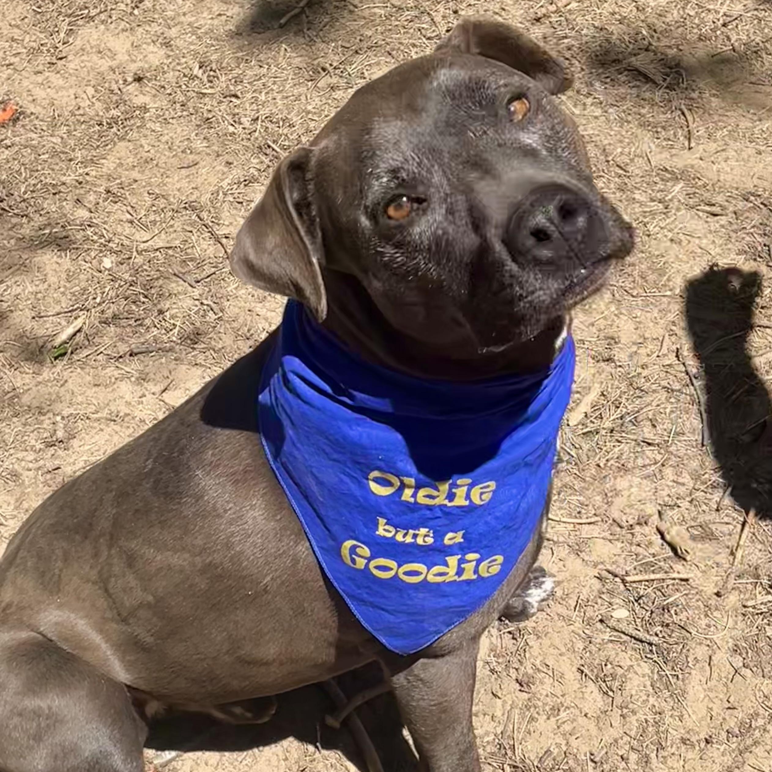 Enlarge Zeus, a ADOPTABLE mixed breed in Manistique, MI image 1/5