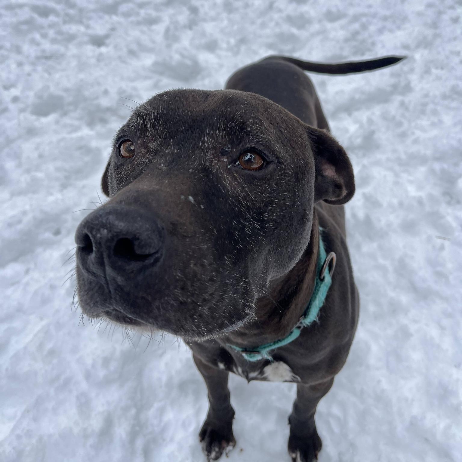 Enlarge Zeus, a ADOPTABLE mixed breed in Manistique, MI image 2/3