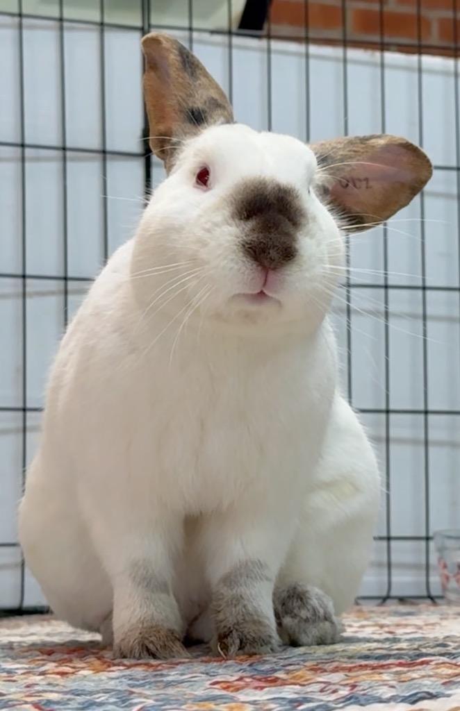 Bean, Adoptable, Young Male Californian.
