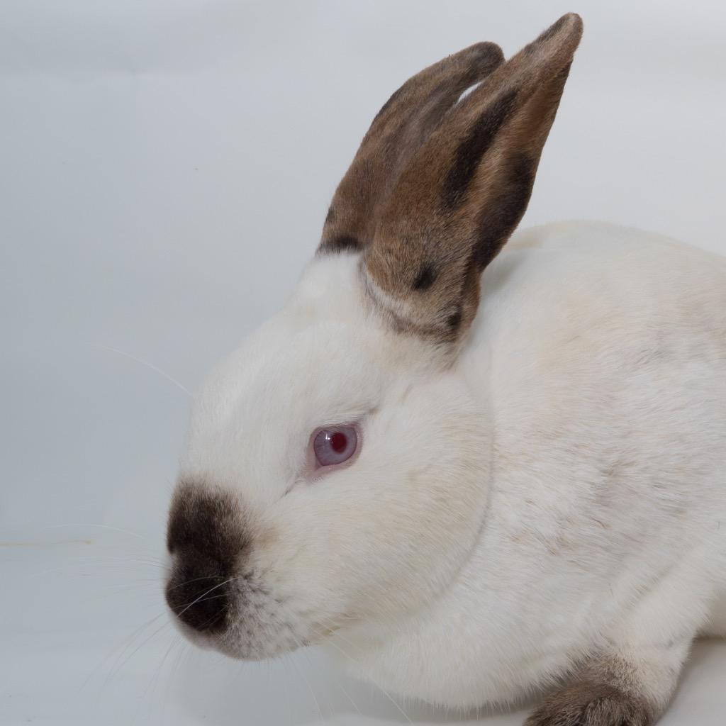 Enlarge Bean, a Adoptable Californian in San Francisco, CA image 2/6