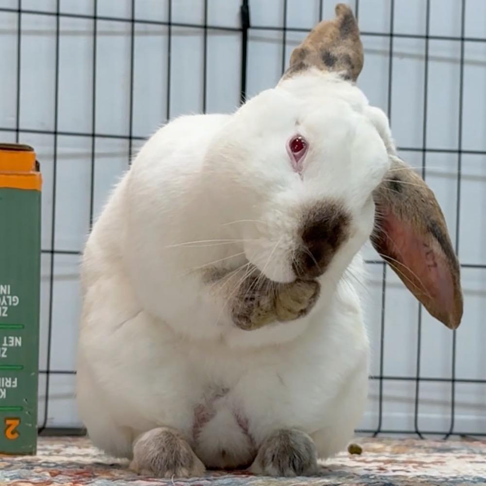 Enlarge Bean, a Adoptable Californian in San Francisco, CA image 3/6