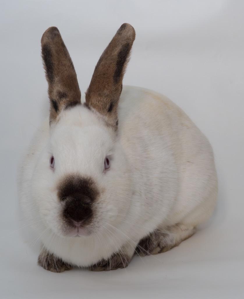 Enlarge Bean, a Adoptable Californian in San Francisco, CA image 4/6