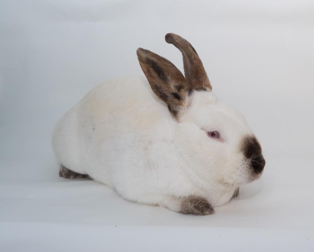 Enlarge Bean, a Adoptable Californian in San Francisco, CA image 5/6