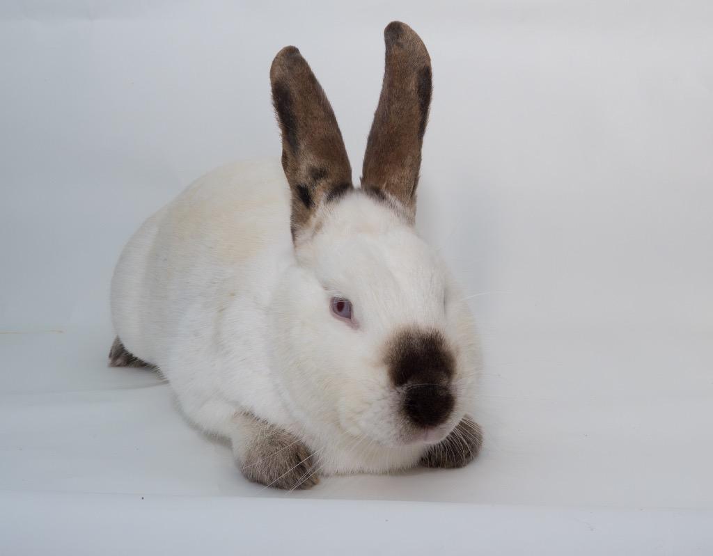 Enlarge Bean, a Adoptable Californian in San Francisco, CA image 6/6