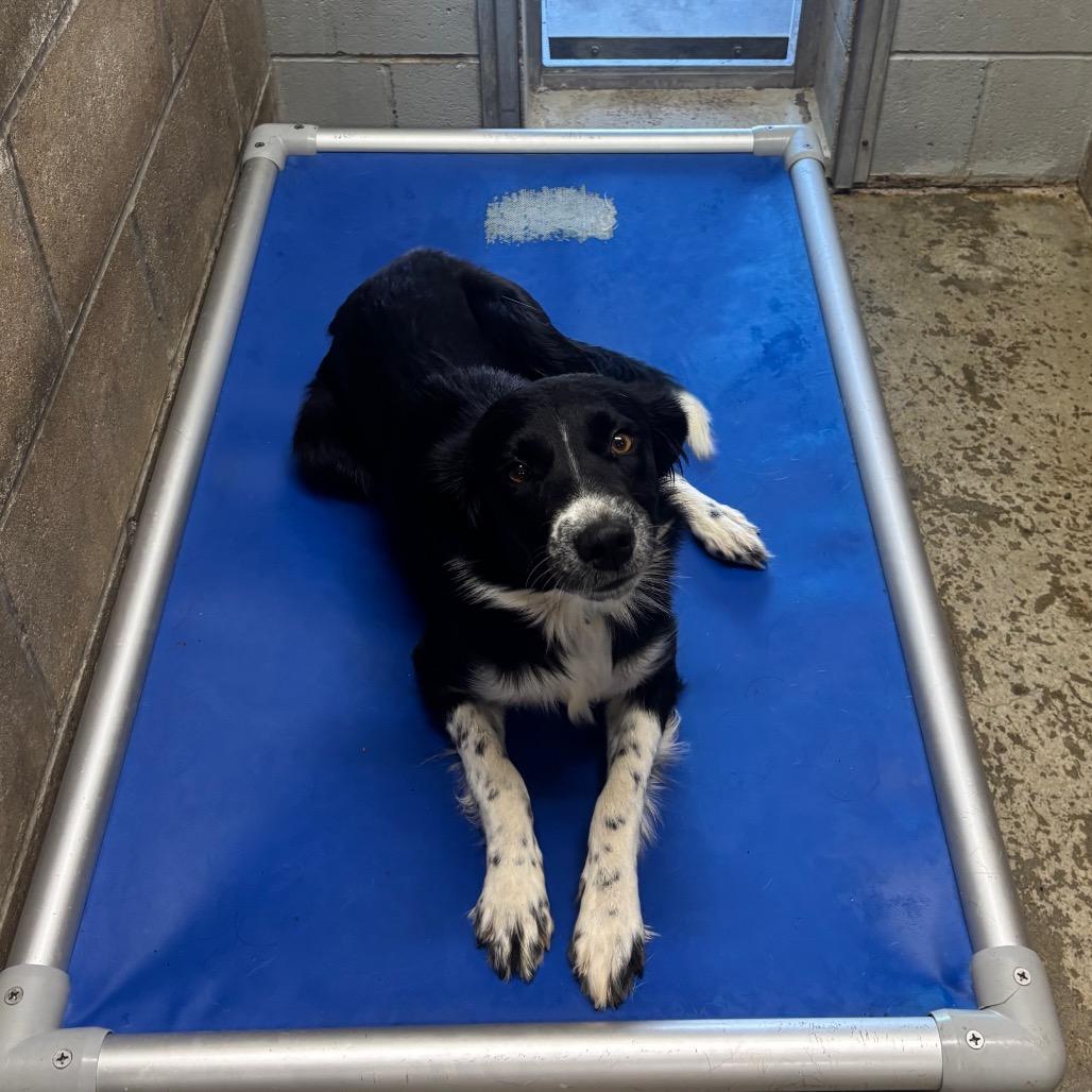 Janey, Adoptable, Adult Female Border Collie.