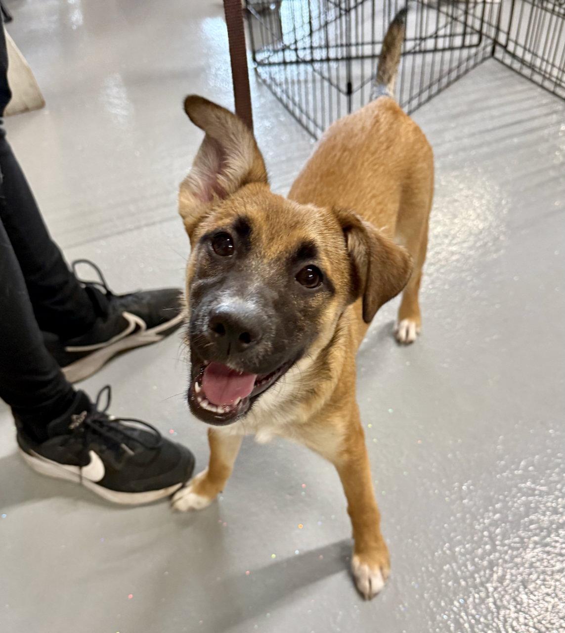 Enlarge Cottage, a Adoptable mixed breed in GILBERTS, IL image 1/3