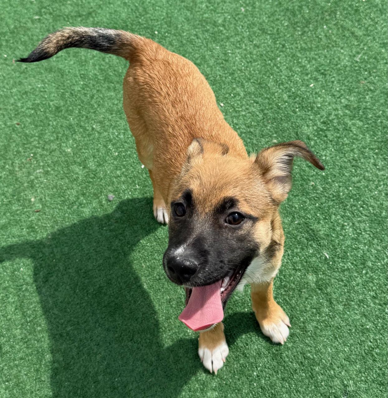 Enlarge Cottage, a Adoptable mixed breed in GILBERTS, IL image 2/3