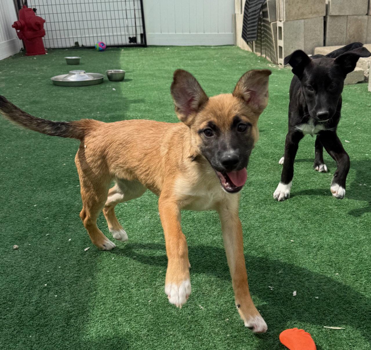 Enlarge Cottage, a Adoptable mixed breed in GILBERTS, IL image 3/3