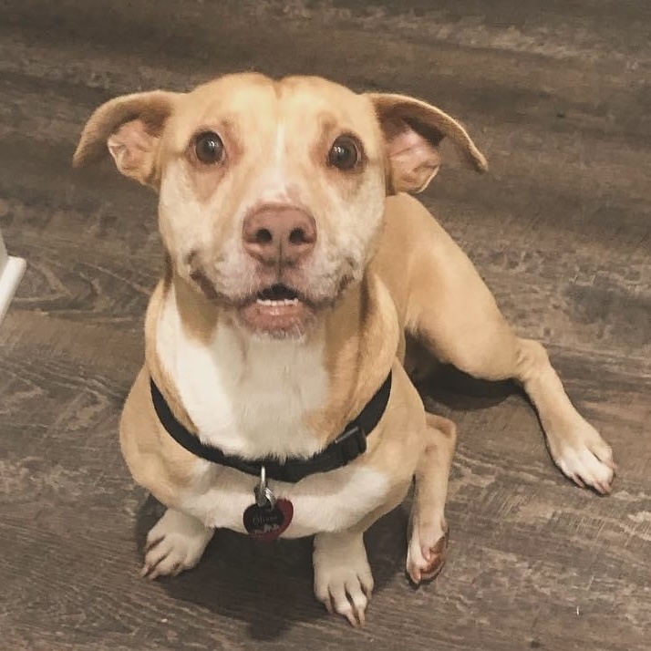 Oliver, Adoptable, Adult Male Basset Hound & American Staffordshire Terrier.