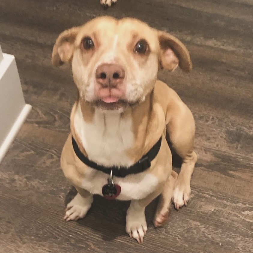 Enlarge Oliver, a Adoptable mixed breed in Anderson , SC image 6/6