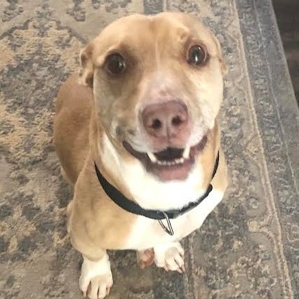 Enlarge Oliver, a Adoptable mixed breed in Anderson , SC image 5/6