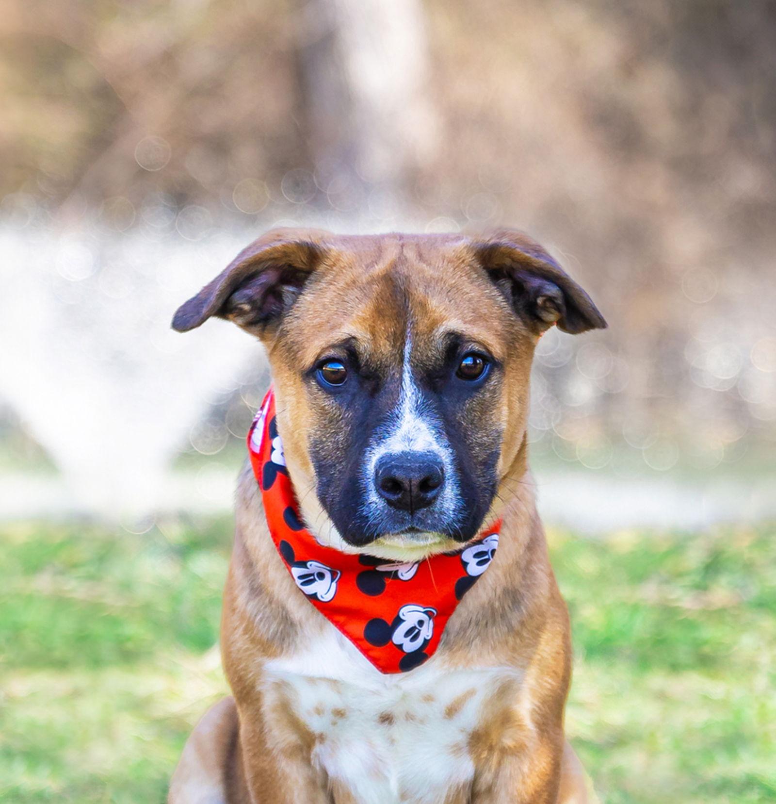 Enlarge Hound Mix Pups Boys, a Adoptable Hound in Coatesville, PA image 1/3