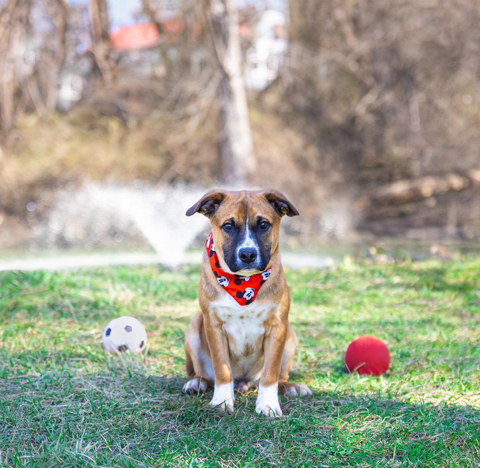 Enlarge Hound Mix Pups Boys, a Adoptable Hound in Coatesville, PA image 2/3
