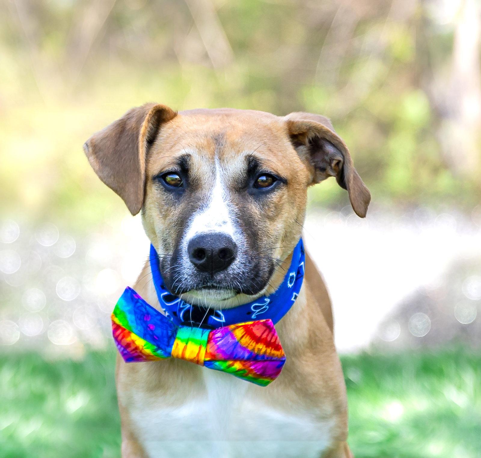 Enlarge Jerry, a Adoptable Hound in Coatesville, PA image 2/3