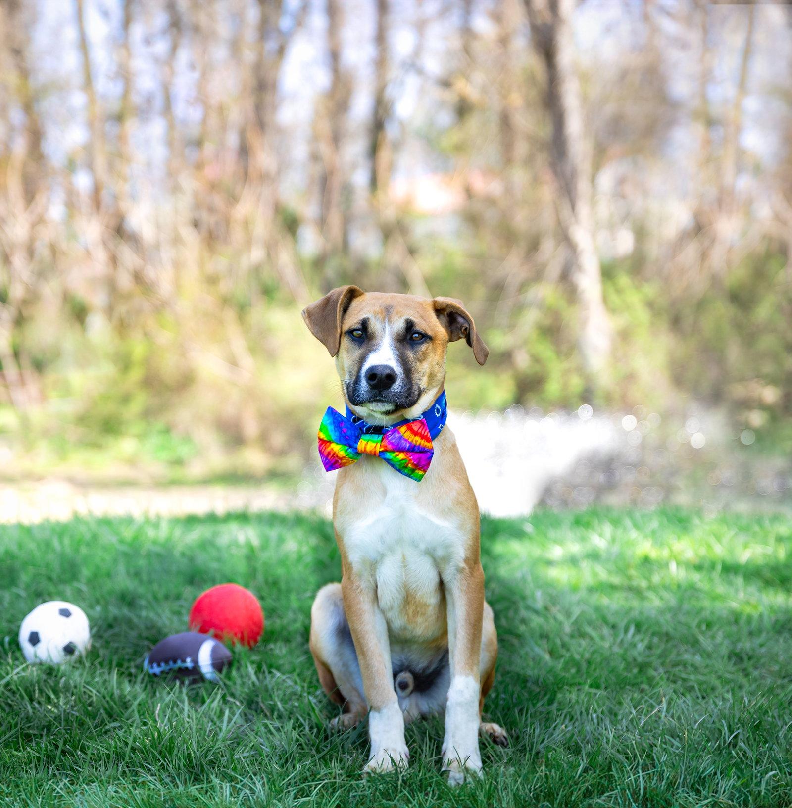 Enlarge Jerry, a Adoptable Hound in Coatesville, PA image 3/3