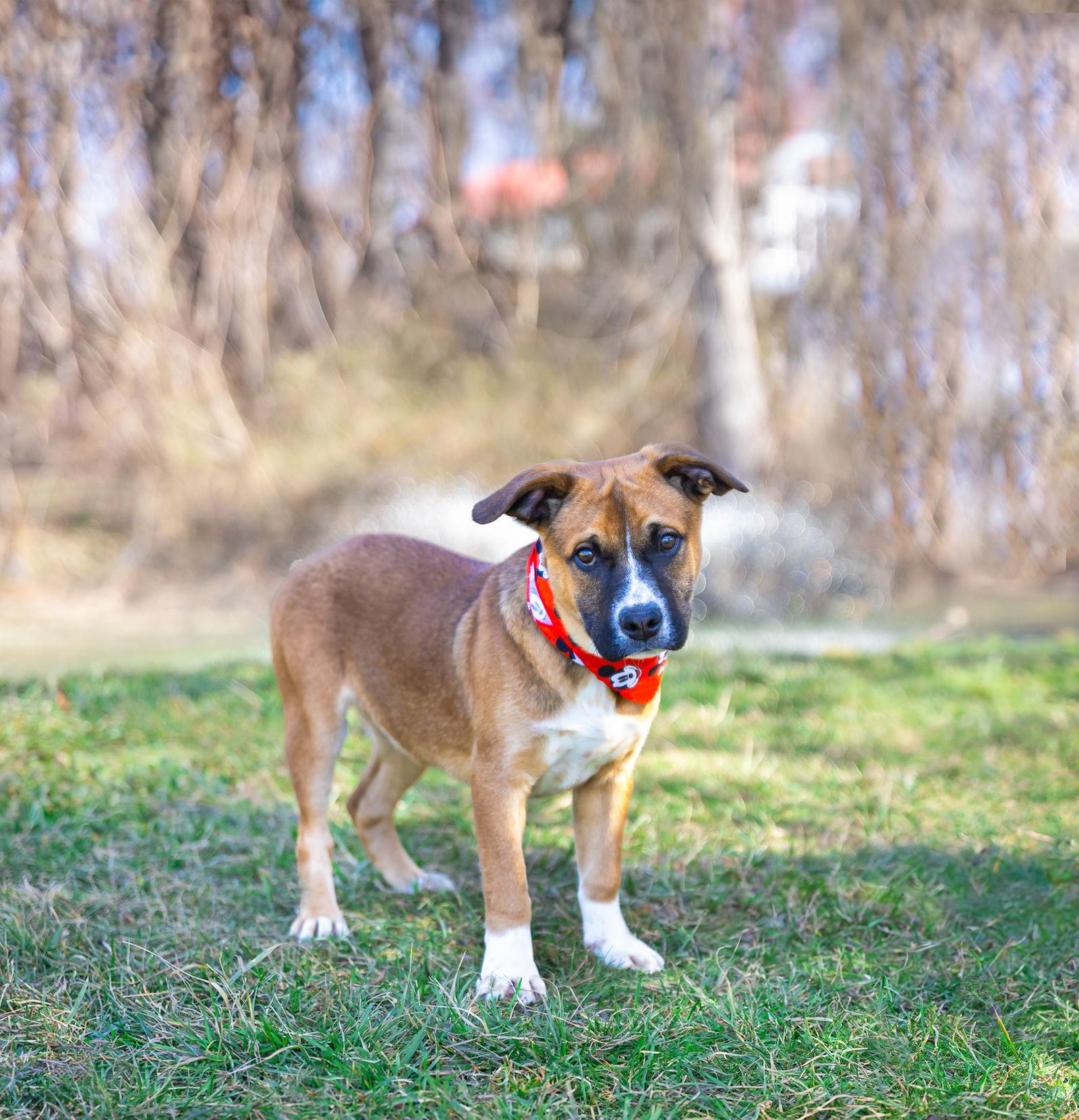 Enlarge Hound Mix Pups Boys, a Adoptable Hound in Coatesville, PA image 3/3