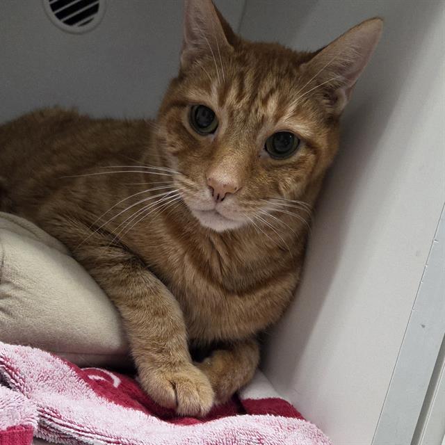 FRANKLIN, Adoptable, Senior Male Domestic Short Hair.