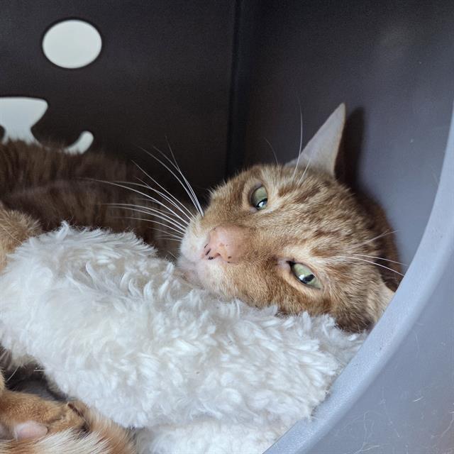 FRANKLIN, Adoptable, Senior Male Domestic Short Hair.