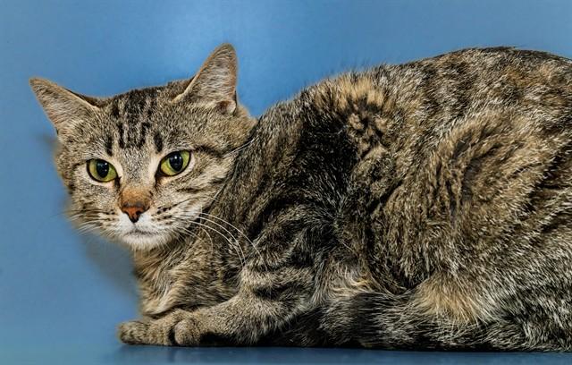 TACOMA, Adoptable, Adult Female Domestic Short Hair & Domestic Short Hair.