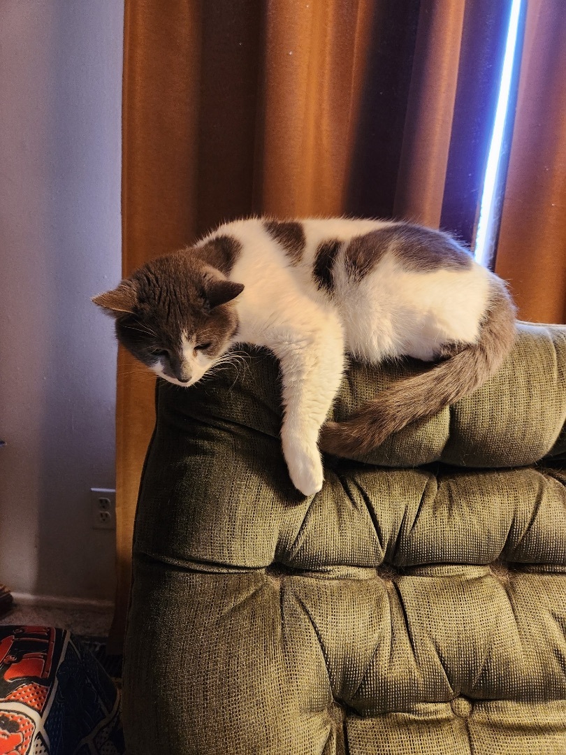 Patches, Adoptable, Adult Female Domestic Short Hair.