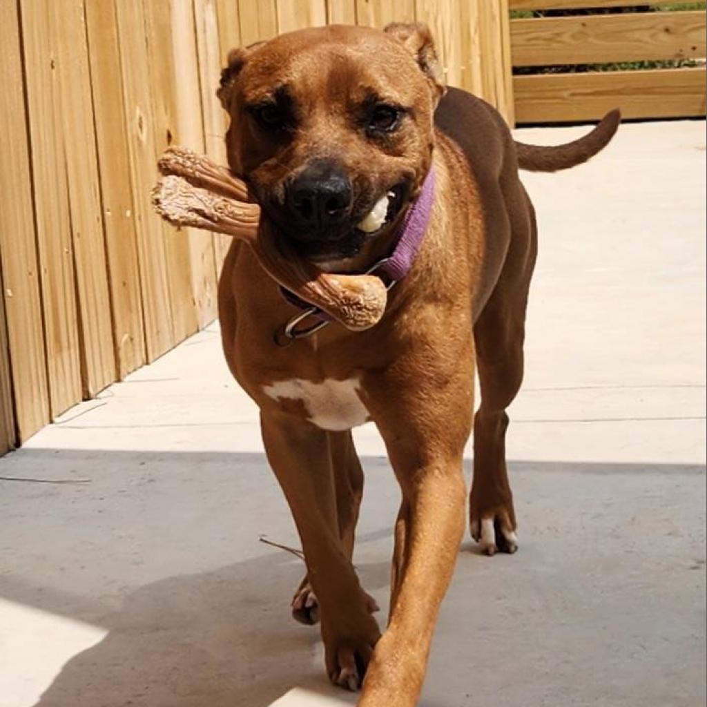 Aries, Adoptable, Adult Male Mixed Breed.