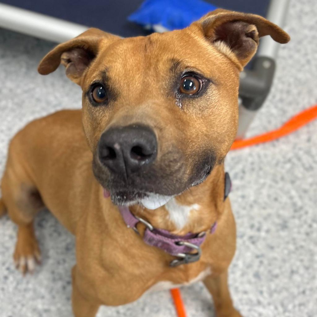 Enlarge Aries, a Adoptable Mixed Breed in Freeport, FL image 3/6