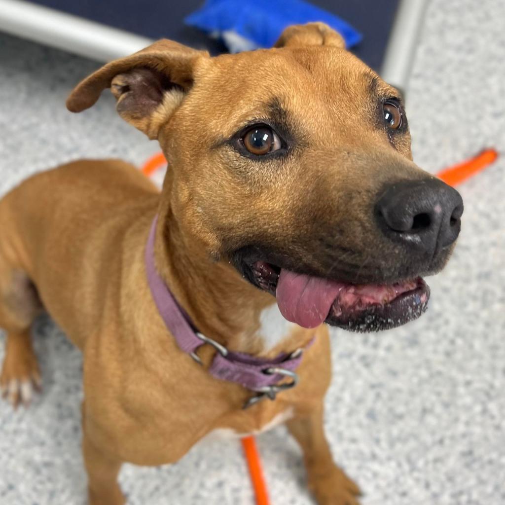 Enlarge Aries, a Adoptable Mixed Breed in Freeport, FL image 4/6