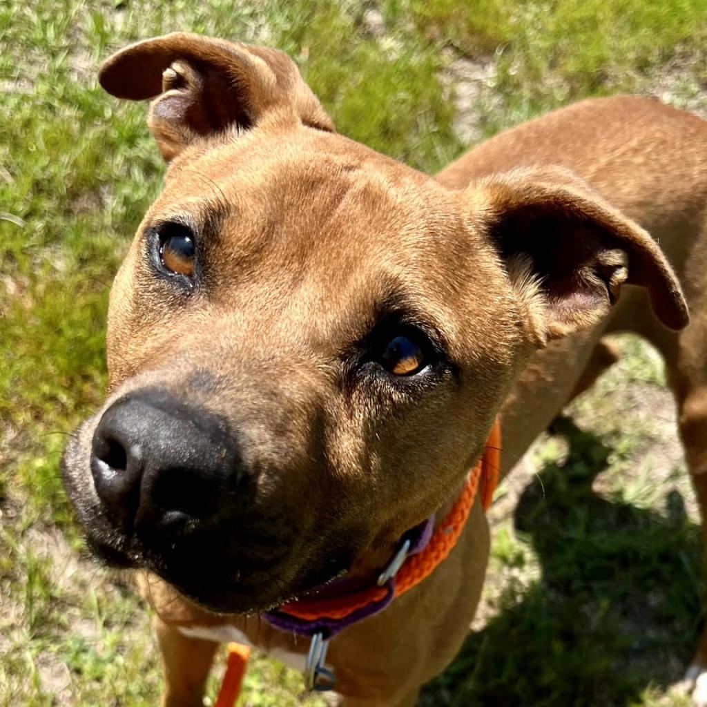 Enlarge Aries, a Adoptable Mixed Breed in Freeport, FL image 5/6
