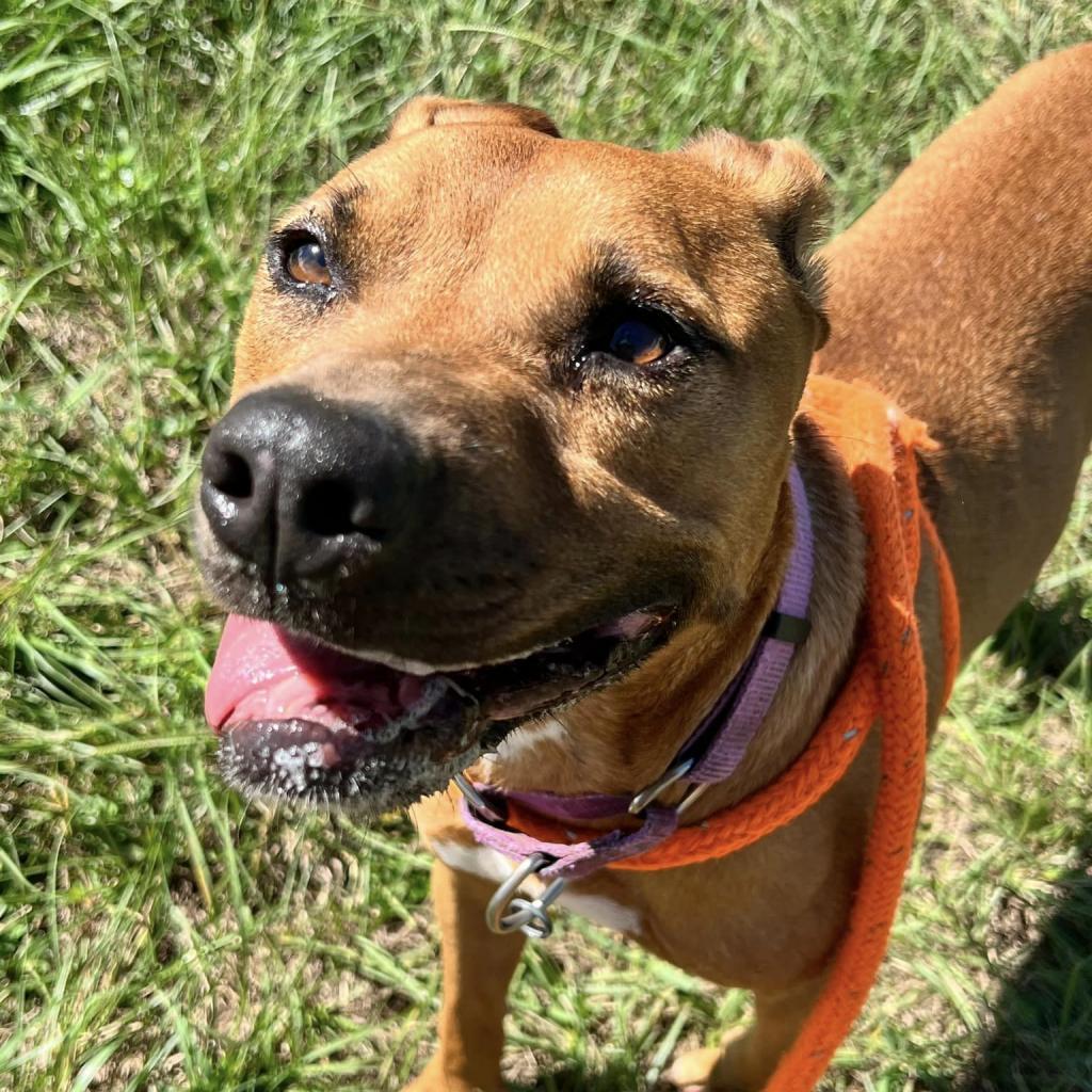 Enlarge Aries, a Adoptable Mixed Breed in Freeport, FL image 6/6