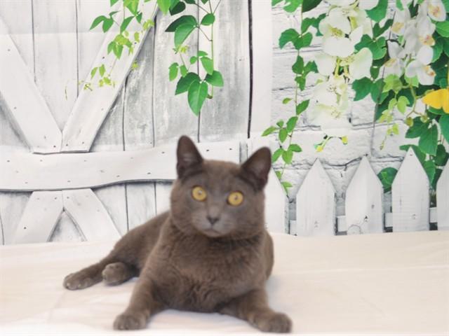 BONKERS, Adoptable, Young Male Russian Blue & Domestic Short Hair.