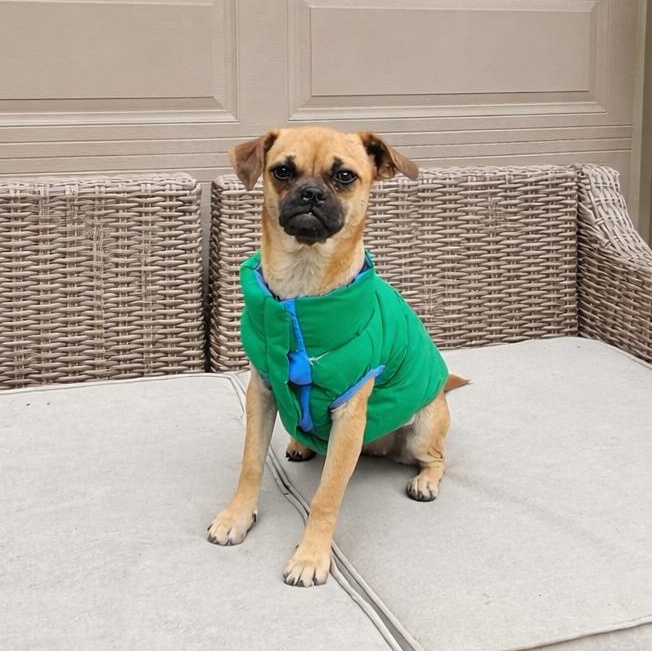 Enlarge Angie, a Adoptable mixed breed in Minneapolis, MN image 1/6