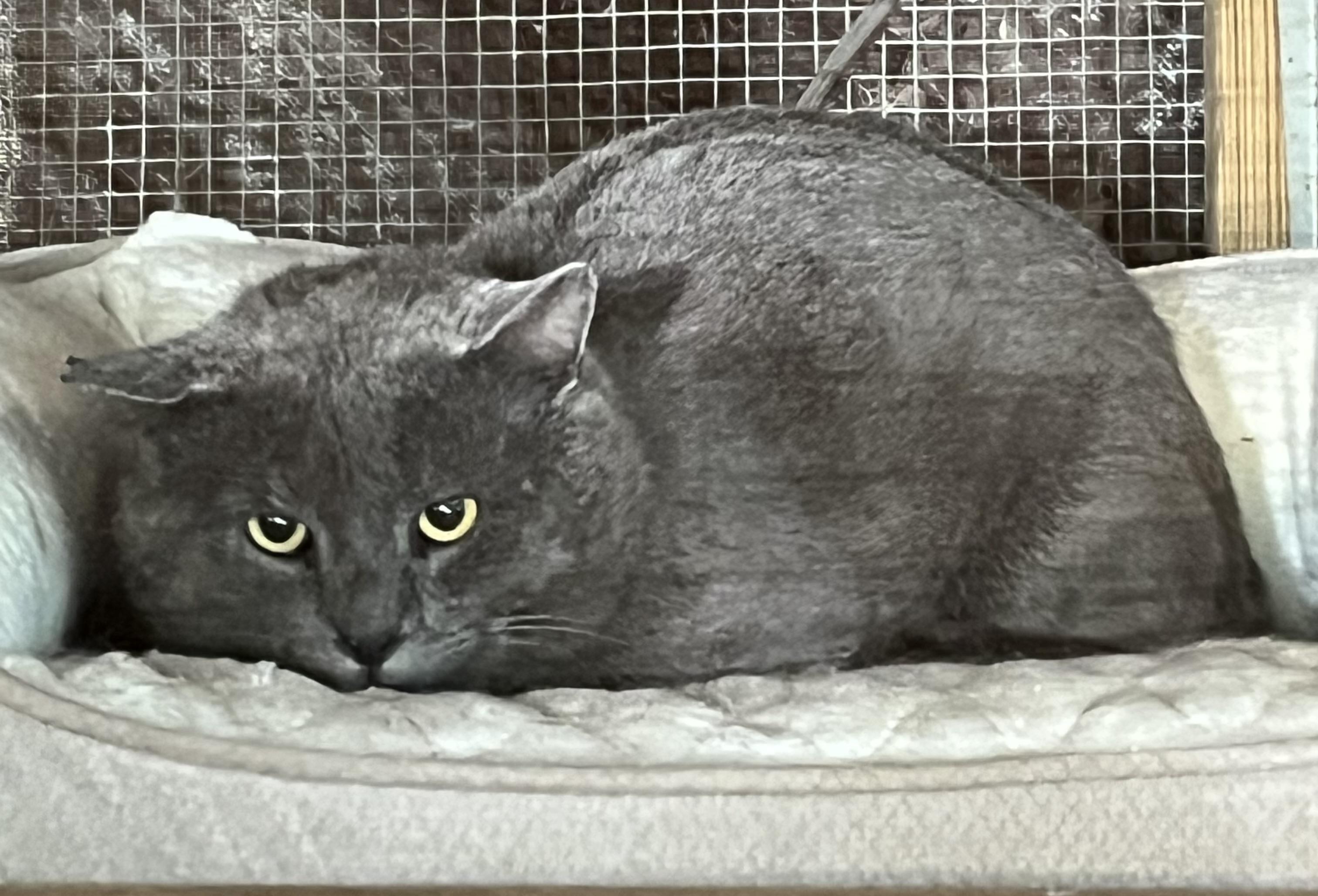 Enlarge Mikey Blue, an adoptable Russian Blue in Mobile, AL image 1/1