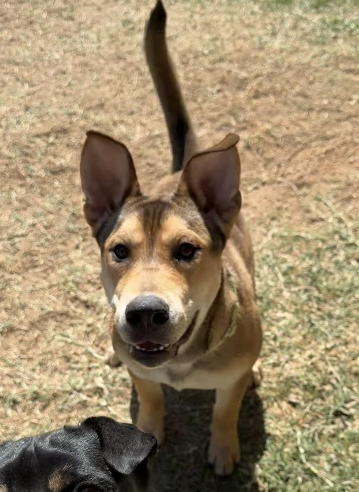 Enlarge Duke, a Adoptable mixed breed in Denver, CO image 1/6