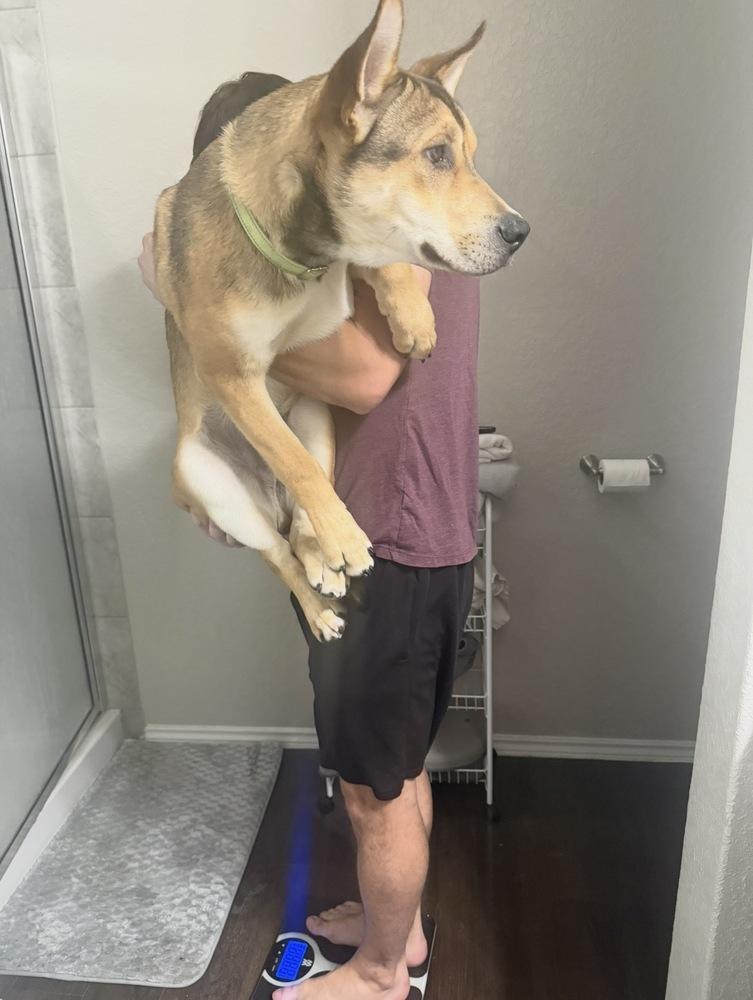 Enlarge Duke, a Adoptable mixed breed in Denver, CO image 2/6