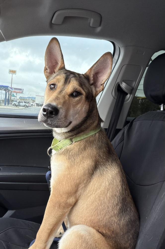 Enlarge Duke, a Adoptable mixed breed in Denver, CO image 2/5